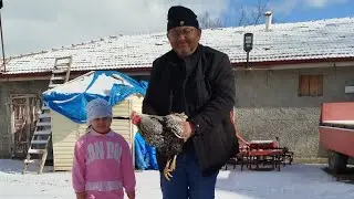 İrfan Abinin Tavukları #keşfet #chicken #keşfetteyiz #keşfetedüş #shortvideo #shortvideo 