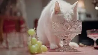 Phasik   Ableton LoopCreate 2021 Foley Challenge   Cat Glass