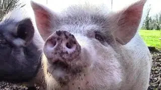 Pet Pigs! But What Breed?