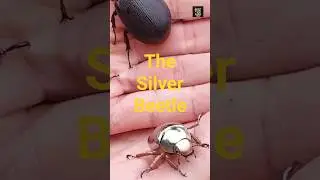 This Silver Beetle Doesn&rsquo;t Seem Real&hellip;