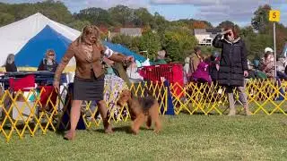 Devon Kennel Club, Airedale Terriers Best of Breed.