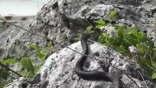 Herping 2015 Abruzzo