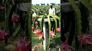 Dragon fruits farming in karachi getting Popularity #dragonfruitflower #dragon #dailyshorts