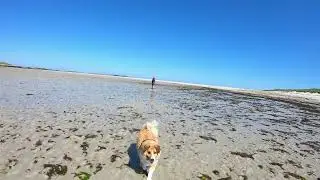 Landeda Muschelsuche