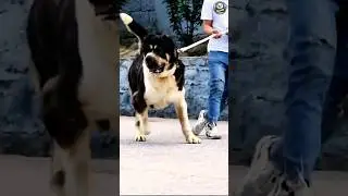 From Weak Pup to MONSTER DOG! 💪🔥 (Most Powerful Transformation 2025)
