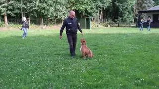 OEB  BULLDOGGE  Ipo  3   Unterordnung