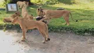 Astonishing wildlife at Entebbe Zoo, Uganda Wildlife Education Conservation Education Centre (UWEC)