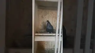 мой николаевские голуби