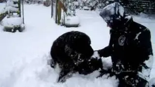 Gizmo Pins his Dad