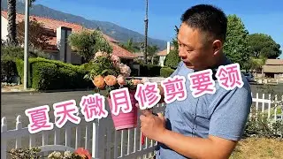 （园艺篇68）微月夏季修剪要领！盆栽玫瑰修剪！小玫瑰，小冠幅月季修剪！