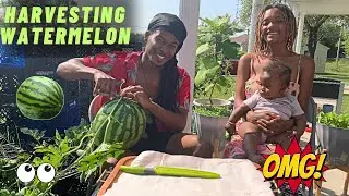 TRUST THE PROCESS: HARVESTING WATERMELON