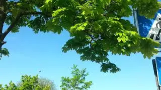Ahorn im Winde