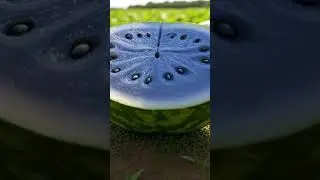 You Won't Believe These Watermelon Colors  Are Blue  Ones  Real?