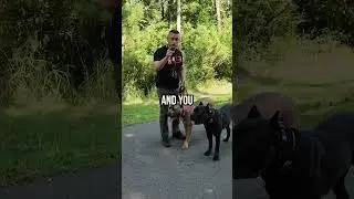 Как защитить себя и свою собаку от собаки без поводка!