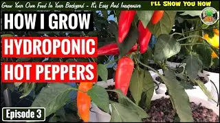 How I Grow Hydroponic Hot Peppers