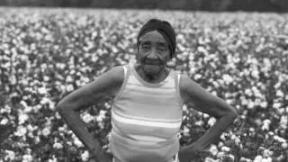 Cotton Field Drone Edition