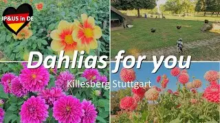 【Stuttgartドイツ】🇩🇪Dahlias in full bloom in Killesberg Stuttgart / Autumn in Germany / Germany Vlog