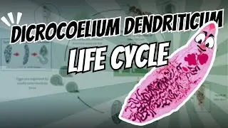 The life cycle of Dicrocoelium dendriticum (The Lancet Liver Fluke)