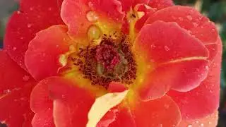Morning Dew Drops on Orange-Red Rose 🌹 | Macro Shoots | Calm Nature Vlog