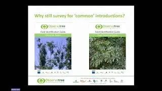 What makes a priority pest or disease for Observatree? Celebrating 10 years of Observatree.