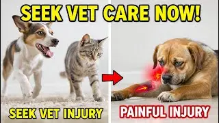 Early Arthritis Symptoms in Older Pets You Shouldn&rsquo;t Ignore | Senior Pet Health Insight | 2026
