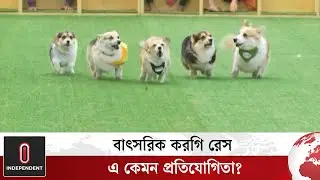 বাৎসরিক করগি রেস, এ কেমন প্রতিযোগিতা | Korgi Race | Adorable Dog | Independent TV