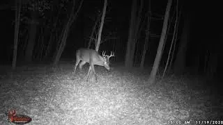 1 20201119 0501 Buck9