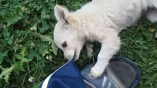 Веселая собака, Merry dog.