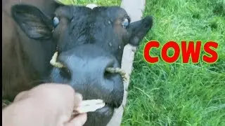 COW | ABANDONED  CATTLE | HELPING COW |