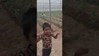 Desert wild animal farm uae