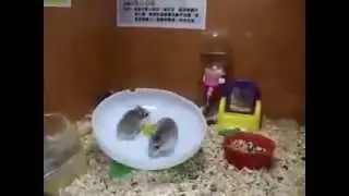 The Mouse Funny clip សត្វកណ្តុលមហាសណើច