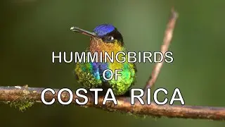 Hummingbirds of Costa Rica,Trailer