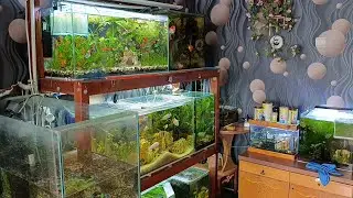 Review of simple aquariums. A mess.
