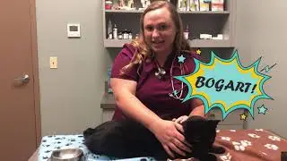How to give diabetic pets insulin injections!