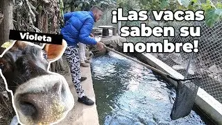 Las vacas saben su nombre | CAJAMARCA | Lucho Perucho