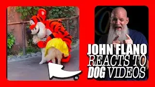 SERVICE DOG MEETS HER BIGGEST IDOL - John Flano (The Original K9GURU) comments on viral dog videos