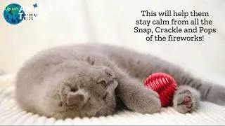 Fireworks Pet Safety  - Tips on how to keep your pet safe this New Year's Eve