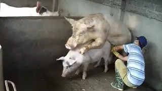 Pig Mating New, Large Boar Vs Small SOW ★ Dusama Farms! #144