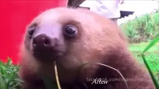 AAAAAH