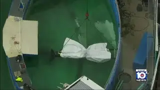 Necropsy report on beloved whale Lolita released by Miami Seaquarium