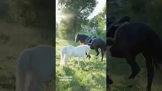 Horse 🐎 🐴 #horse #horses #animals #animal #short #shorts #naturethe @naturethe