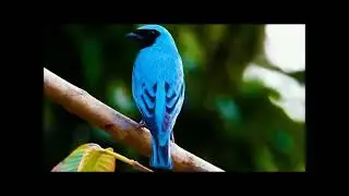 Il mondo degli uccell:i Swallow Tanager (Tersina viridis)
