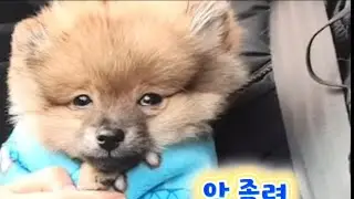 잠들게 해주는 강아지 힐링 영상