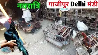 Gazipur Murga Mandi Rete Today 2025 नवरात्रि| gazipur murga mandi chicken market