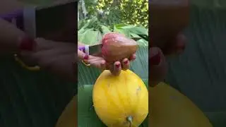 Watermelon Red Golden #watermelon