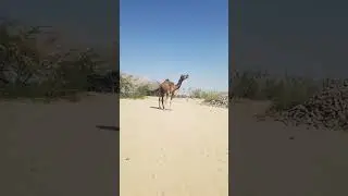 Camel baby ka awaz voice #short