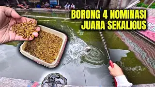 BORONG 4 JUARA SEKALIGUS!  Galatama Bawal Pake Ulat Hongkong dan Essen DHA