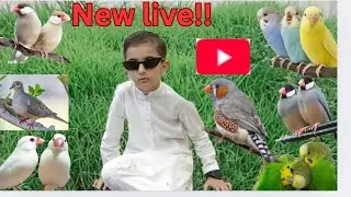 Rafy Hadi vlogs is live birds activities budgies parrot java sparrow mini sparrow finches Dave