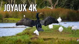 Découvre les oiseaux cachés du Marais de Suscinio 🤩 dans le golfe de Morbihan in 4K