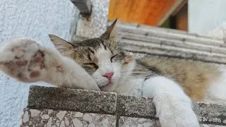 Lazy Cat Day: Cats at Peak Chill 💤